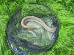 A Bag of Eels