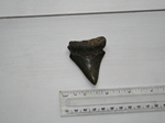 Megaladon Shark Tooth Fossil Megaladon Shark Tooth Fossil