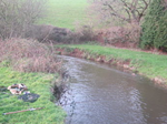 2010 01 13 River Culm: Out at Last