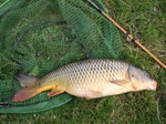A Cow-Assisted Carp