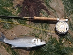 Flyfishing for Bass in the Taw/Torridge Estuary