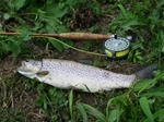A Cracking Wild Trout