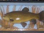 Mounted Tench