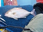 New Greater Amberjack Record